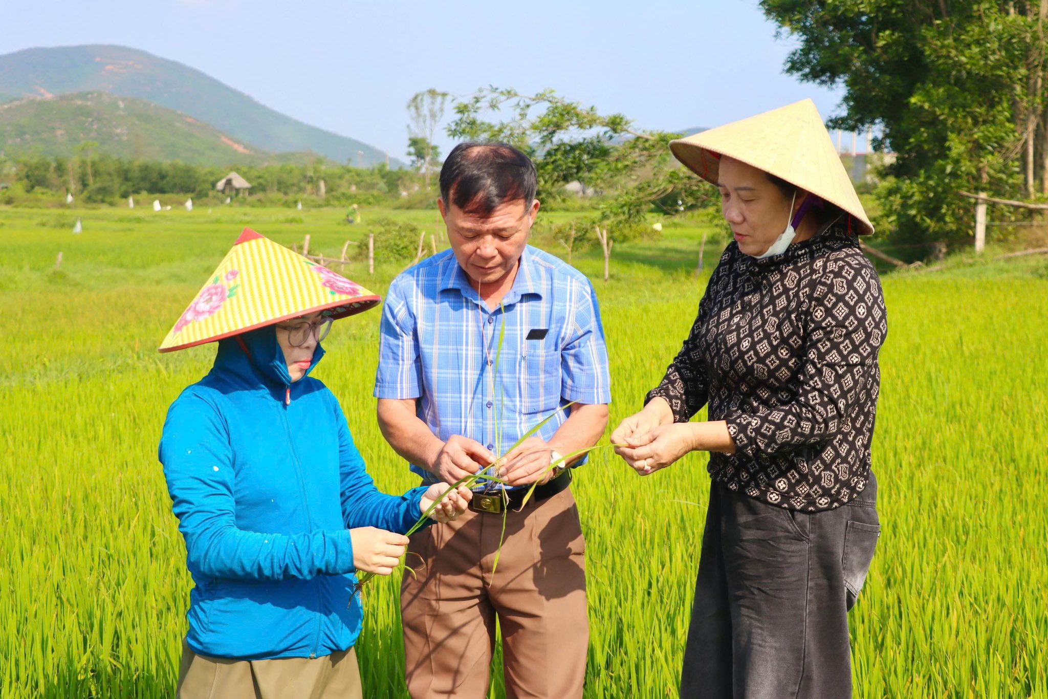 Tập trung phòng trừ sâu bệnh hại lúa vụ Xuân năm 2026
