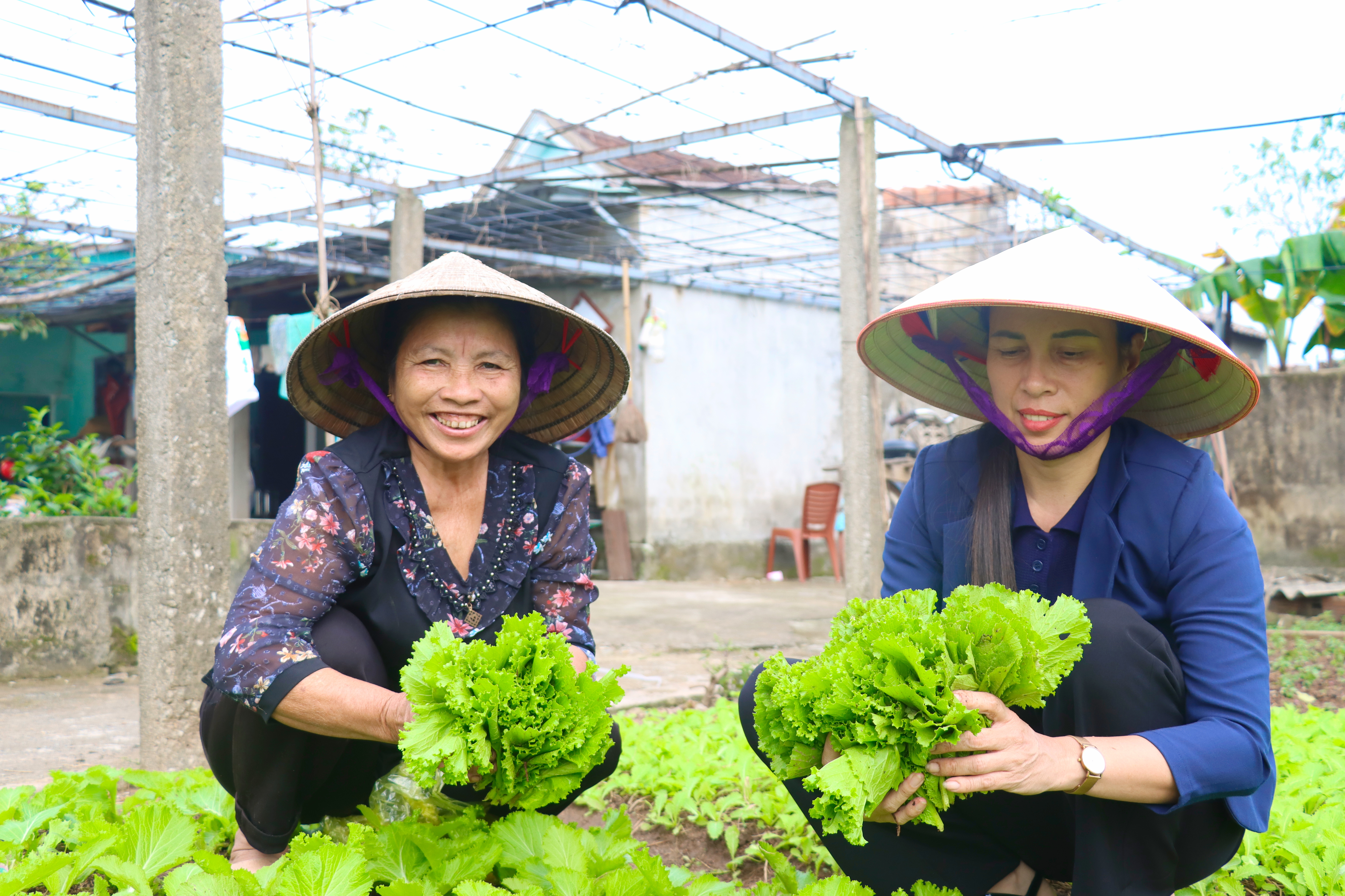 Mê mẩn những vườn rau xanh mướt của Hội viên Hội LHPN xã Kỳ Xuân
