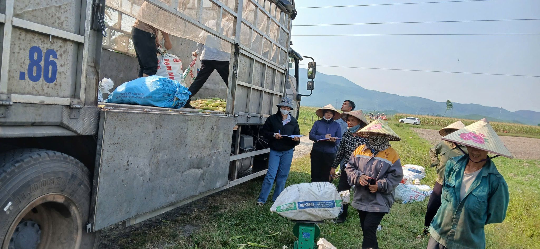 Khởi sắc từ mô hình ngô ngọt tại Đông Sơn