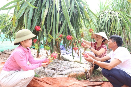 Hiệu quả từ những vườn mẫu, mô hình chăn nuôi thôn Tuần Tượng