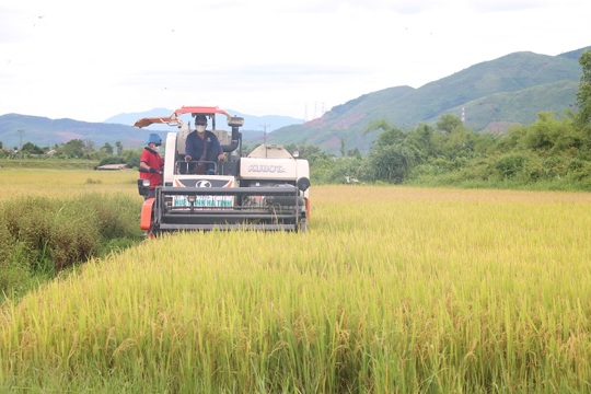 Kỳ Xuân tập trung thu hoạch lúa Hè Thu 2026