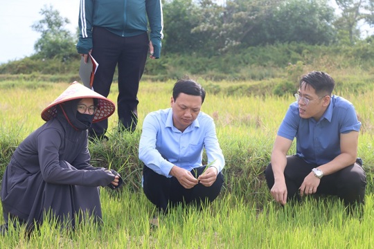 Lãnh đạo xã Kỳ Xuân kiểm tra công tác phòng, chống hạn trên địa bàn xã 