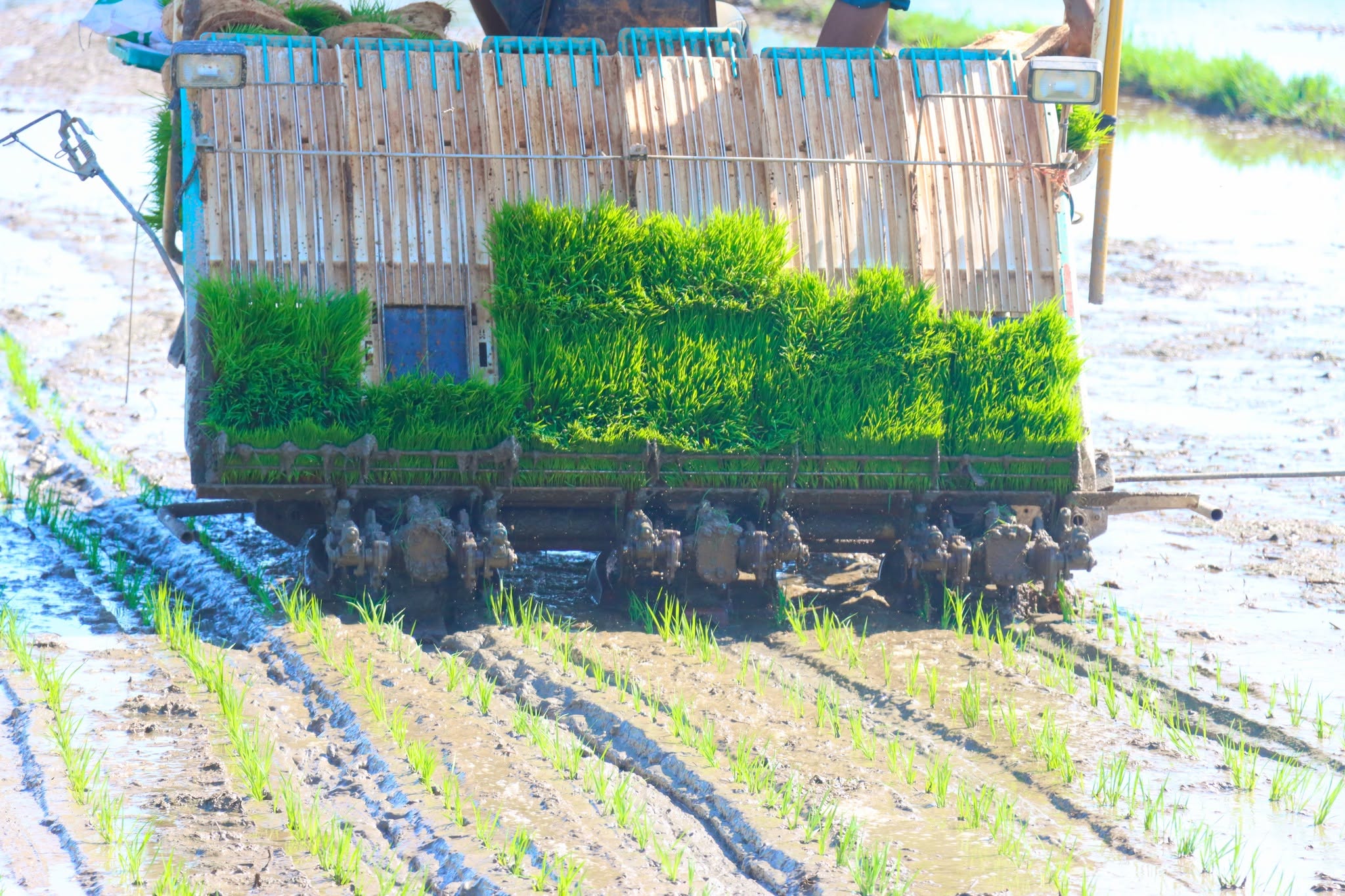 Mô hình lúa SRI ở thôn Hà Phong, Kỳ Xuân
